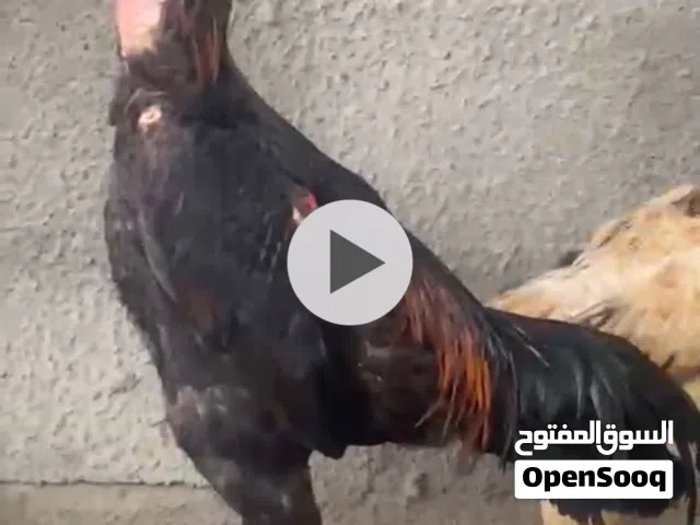 زوج دجاج شامو الماني
