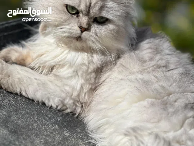 أنثى سكوتش ستريت معها دفتر التطعيم مخلّصة جميع تطعيماتها هادئة وأليفة