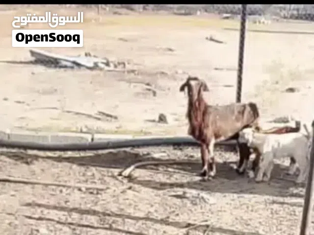 شاه للبيع معاها سخال
