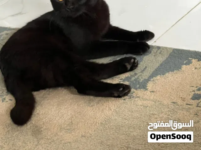 قط سكوتش اسود مميز