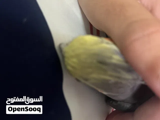 ببغاء كوكتيل ذكر   وانثى بس يتكلم ويصفر ويقول حبيبي بس مش واضح زوج جاهز للانتاج