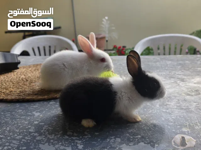 ارانب عمر شهرين اليفين