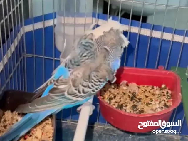 جوز هوقو رومو شغال كفاله الفحل حجم جامبو دبل كريس