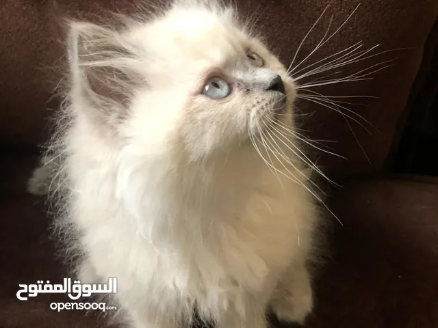 مطلوب مثل هيك صغير أنثى