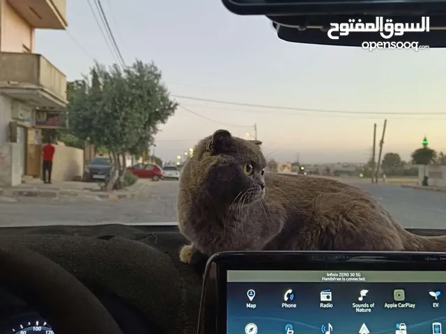 أنثى سكوتش فولد للبيع السعر 70 قابل للتفاوض عمرها 13 شهر