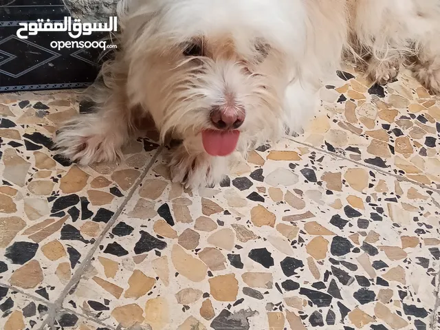 كلبه تيري للبيع كامله القحات وبصحه جيدة الكلبه وتوها مزاوجه وحامل وثاني بطن الها
