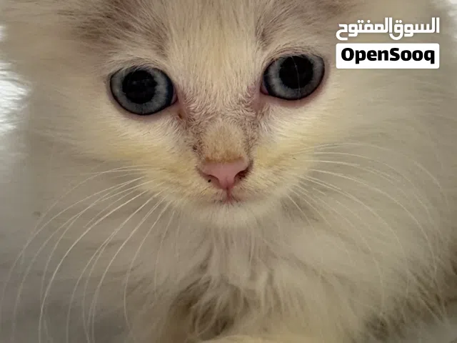 قطة جميلة شيرازية مطعٌمة ومحصّنة
