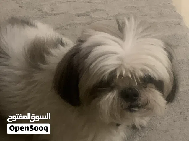 شيتزو للبيع