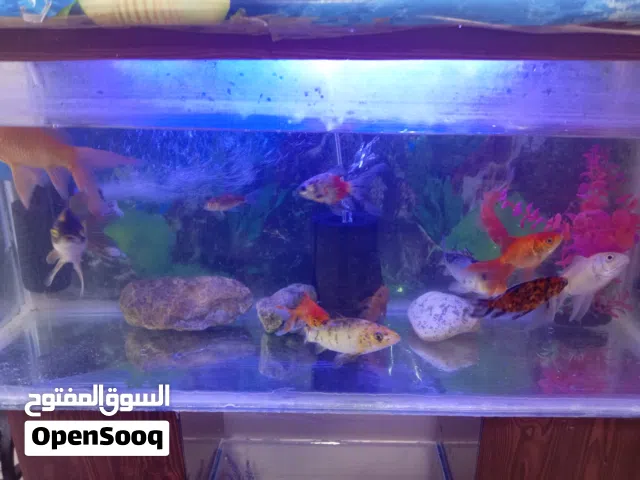حوض سمك جولد مشكل مع طاولته