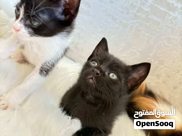قطاطيس للتبني