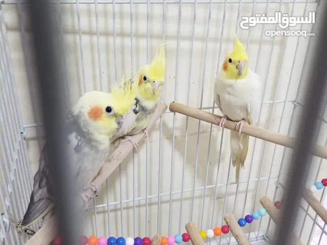 للبيع ثلاثه كروان امورهم طيبه ويلعبون وصوتهم حلو الوصف تحت