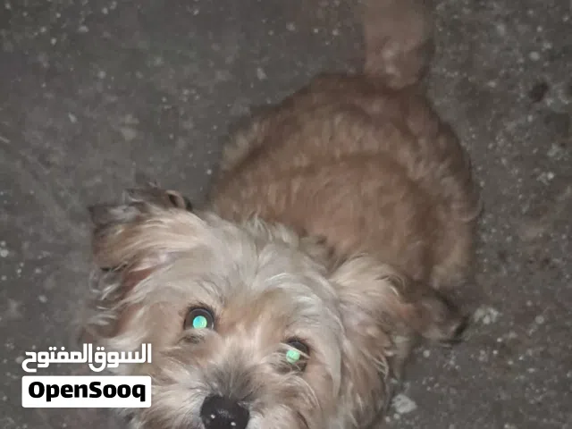 كلبة بودل ميكس للبيع بثمن قابل للتفاوض.