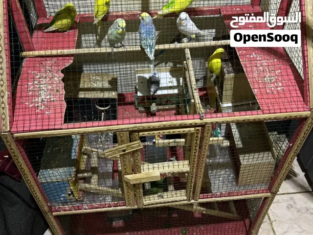 سلامً عليكم طيور حب بيهن محجلات ومبيضات بهين اصلي قفص جديد كامل 14طير