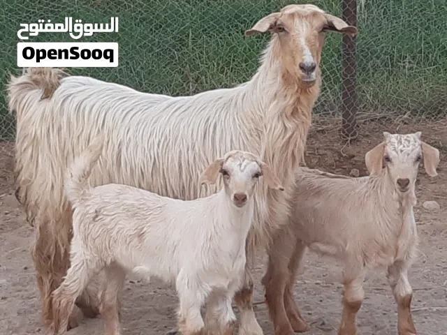 الاستماره بيع شاه تحتها توام