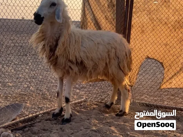 حملة عمانية اصيل سمين للبيع