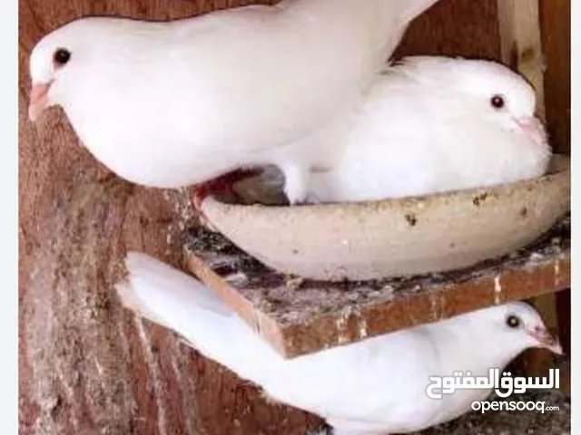 زغاليل بلدي وفرنسي للبيع