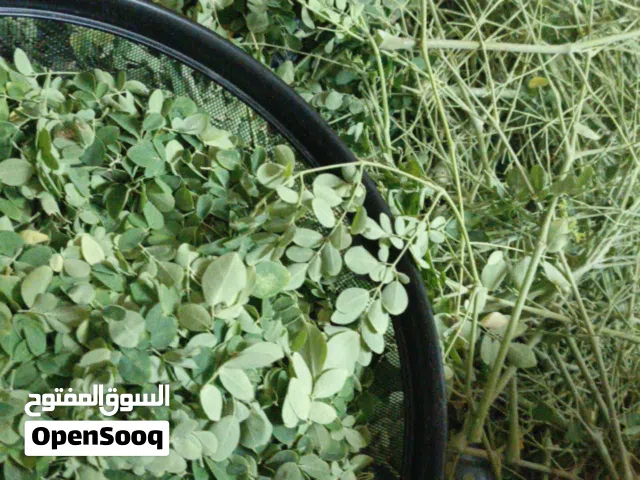 Moringa Powder HomeMade