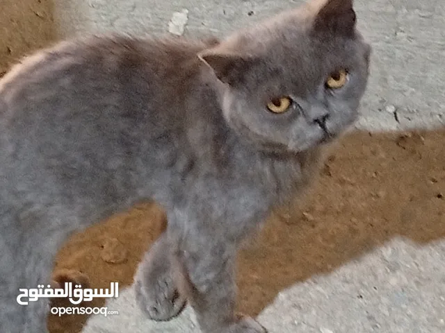 قط سكوتش فولد