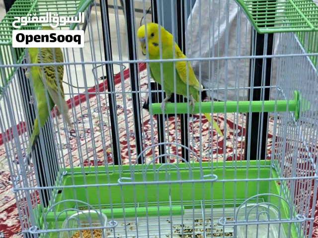 زوج من طيور البادجي للبيع