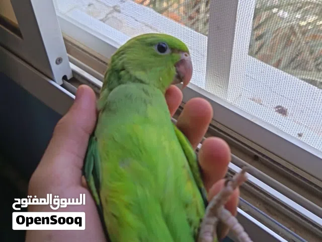 فرخ دره قريب الفطام مناسب للتدريب