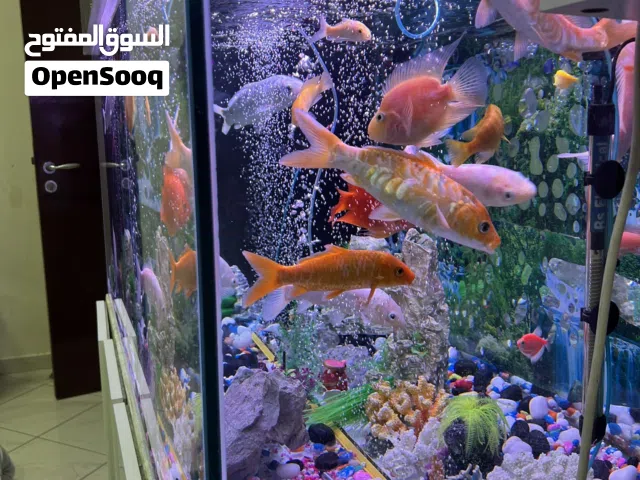 FISH AQUARIUM COMPLETE SETUP