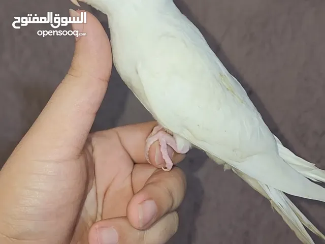 كوكتيل البينو اليفات مكاني بغداد