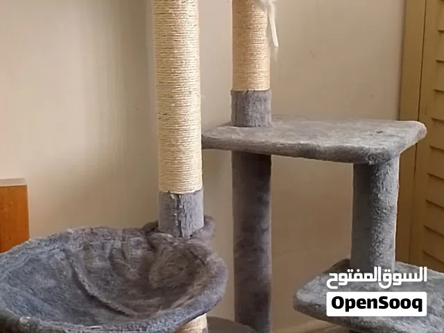 خداشة قطط مع بيت ولعبة