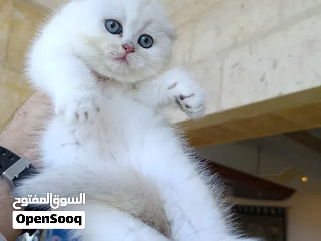 سكوتس فولد