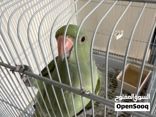 للبيع طير متو اليف