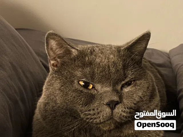 سكوتش استريت بلو