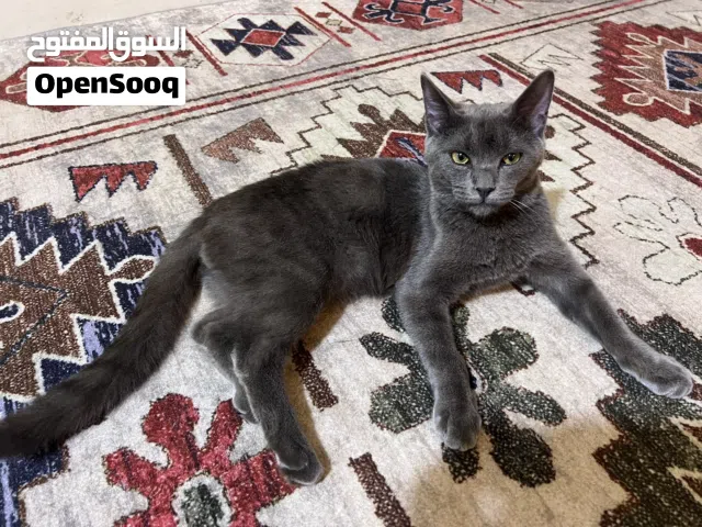 قط ذكر للتبني