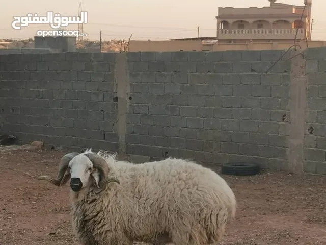 كبش مزبعر السن سداس