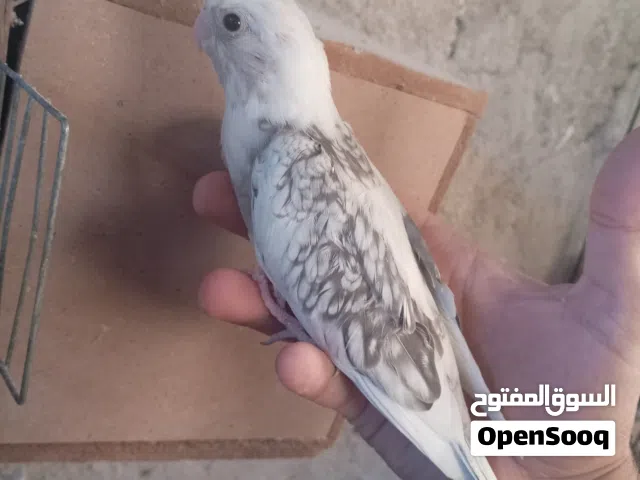 فرخين كوكتيل قريب الفطم صحة ونظافة