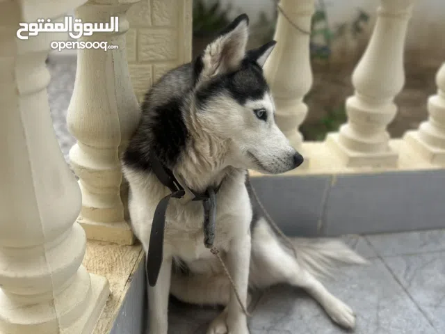 Chienne husky female avec niche