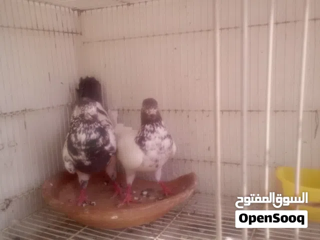 موجود حمام بطريقي و vn و باكستنيات و بصحة ممتازة جدا و في زوج بايض