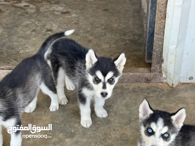 كلاب هاسكي