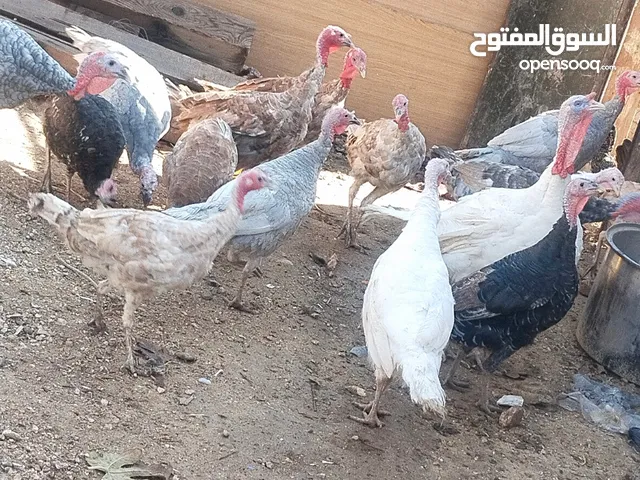 حبش فتوح جميع الالوان سود وزرق وحمر وبيض الكوم كامل 330