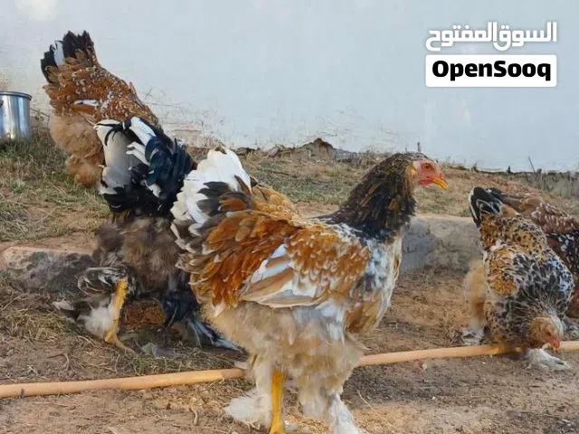 متوفر بيض دجاج برهما عملاق للون ربي يبارك