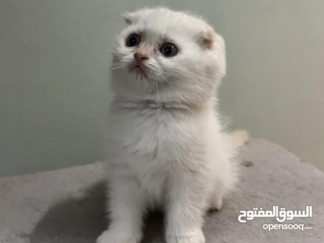Scottish fold female  انثى سكوتش فولد