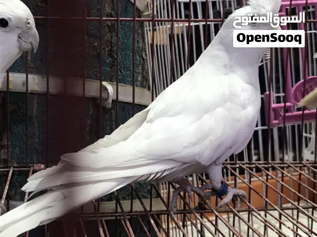 حلويات كل بيت عصافير الابينو وجميع الاسترالي شغالين اللهم بارك ومتاح جميع انواع العصافير باذن الله