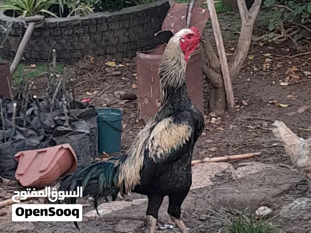 دجاج وبيض باكستاني للبيع