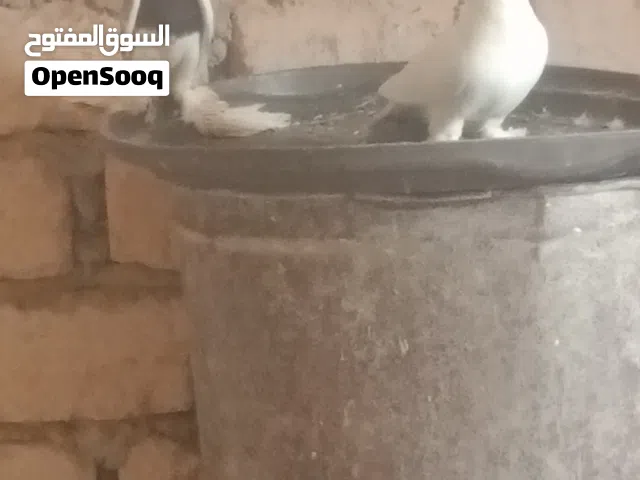كوبياة حمام