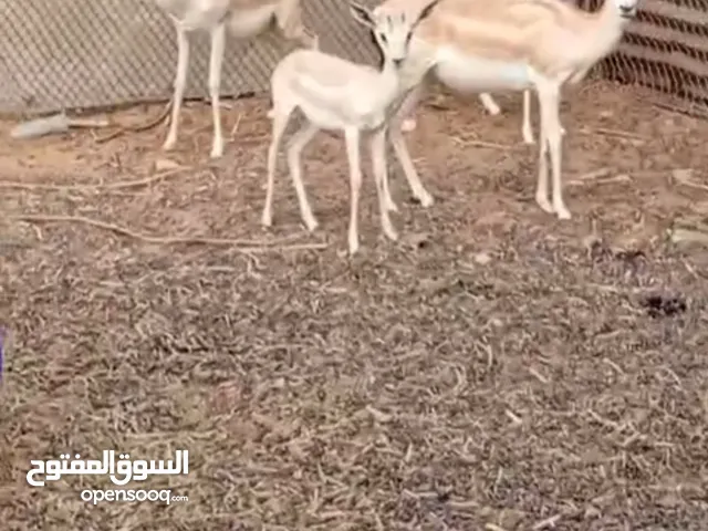 4 غزال للبي