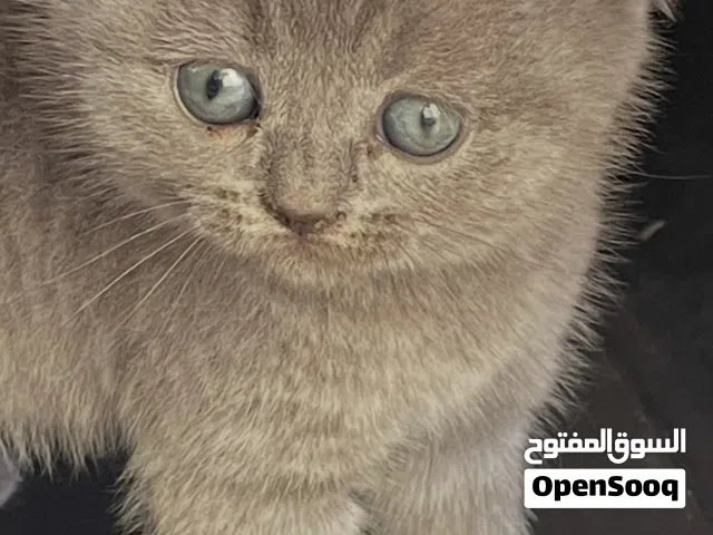 قط ذكر سكوتش