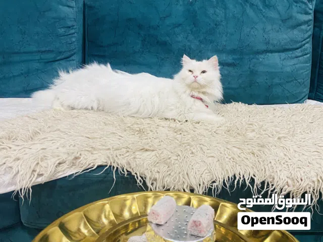 قطة شيرازي انثى منزليه اليفه جدا
