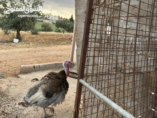 ديك رومي للبيع
