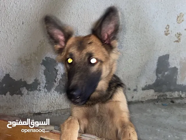 كلاب اثنين تبادل ب ام شراع يعرب كلاب الاثنين