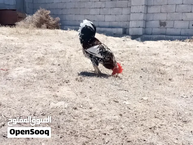 ديك للبيع.