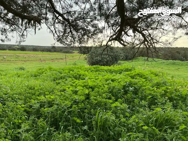 500 متر فالحي الملكي على الرئيسي على شارع بعرض 20  متر