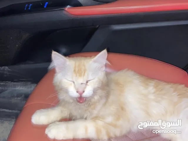 شيرازي قط للبيع